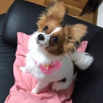 パピヨン パピ かわいい いぬ のきもち 投稿 写真 ギャラリー 犬 画像