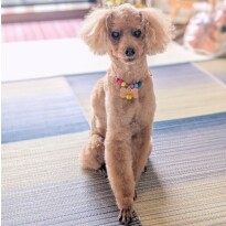犬 ( いぬ )の 写真 ( 画像 )-トイ・プードル ジャム -1227226