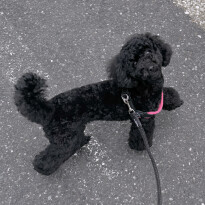 犬 ( いぬ )の 写真 ( 画像 )-トイ・プードル ルーナ -1227234