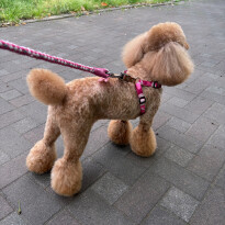 犬 ( いぬ )の 写真 ( 画像 )-トイ・プードル リリー -1227300