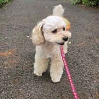 犬 ( いぬ )の 写真 ( 画像 )-トイ・プードル ソラ -1227313