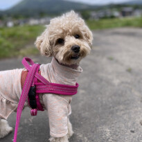 犬 ( いぬ )の 写真 ( 画像 )-トイ・プードル むぎ -1227349
