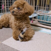 犬 ( いぬ )の 写真 ( 画像 )-トイ・プードル モモ -1227398