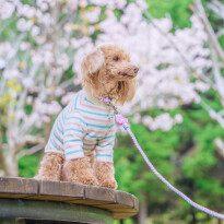 犬 ( いぬ )の 写真 ( 画像 )-トイ・プードル あずき -1227409