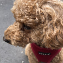 犬 ( いぬ )の 写真 ( 画像 )-トイ・プードル れん -1227422