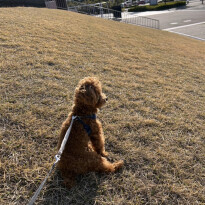 犬 ( いぬ )の 写真 ( 画像 )-トイ・プードル クー -1227434