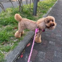 犬 ( いぬ )の 写真 ( 画像 )-トイ・プードル リリー -1227465