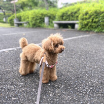 犬 ( いぬ )の 写真 ( 画像 )-トイ・プードル モカ -1227470