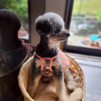 犬 ( いぬ )の 写真 ( 画像 )-トイ・プードル もも -1227475