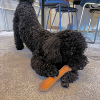 犬 ( いぬ )の 写真 ( 画像 )-トイ・プードル ルーナ -1227489