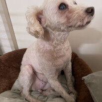 犬 ( いぬ )の 写真 ( 画像 )-トイ・プードル メロン -1227492