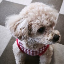 犬 ( いぬ )の 写真 ( 画像 )-トイ・プードル チャーリー -1227510