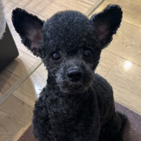 犬 ( いぬ )の 写真 ( 画像 )-トイ・プードル アラシ -1227537