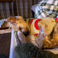犬 ( いぬ )の 写真 ( 画像 )-ヨークシャー・テリア ウィリアム -1228732