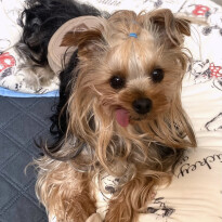 犬 ( いぬ )の 写真 ( 画像 )-ヨークシャー・テリア ジュエル -1228930