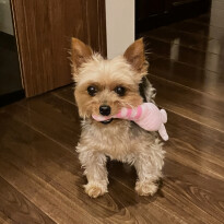 犬 ( いぬ )の 写真 ( 画像 )-ヨークシャー・テリア ゆず -1229036