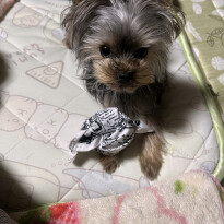 犬 ( いぬ )の 写真 ( 画像 )-ヨークシャー・テリア ニコ -1229092