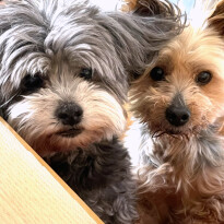 犬 ( いぬ )の 写真 ( 画像 )-ヨークシャー・テリア ベル -1229241