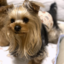 犬 ( いぬ )の 写真 ( 画像 )-ヨークシャー・テリア ジュエル -1229422