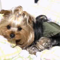 犬 ( いぬ )の 写真 ( 画像 )-ヨークシャー・テリア ジュエル -1229678