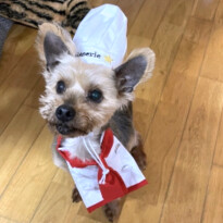 犬 ( いぬ )の 写真 ( 画像 )-ヨークシャー・テリア ベル -1229888