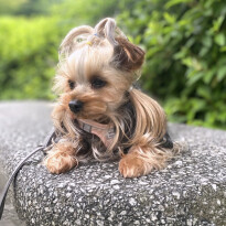 犬 ( いぬ )の 写真 ( 画像 )-ヨークシャー・テリア ジュエル -1230292