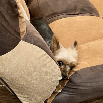 犬 ( いぬ )の 写真 ( 画像 )-ヨークシャー・テリア ゆず -1230485