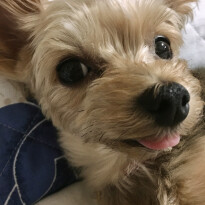 犬 ( いぬ )の 写真 ( 画像 )-ヨークシャー・テリア ルナ -1230506