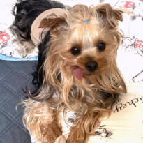 犬 ( いぬ )の 写真 ( 画像 )-ヨークシャー・テリア ジュエル -1230545