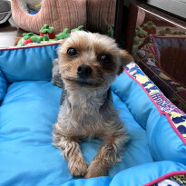 犬 ( いぬ )の 写真 ( 画像 )-ヨークシャー・テリア ゆず -1230731