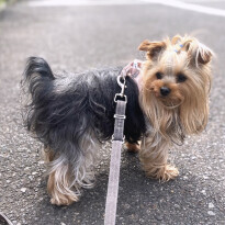 犬 ( いぬ )の 写真 ( 画像 )-ヨークシャー・テリア ジュエル -1230826
