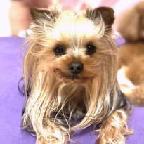 犬 ( いぬ )の 写真 ( 画像 )-ヨークシャー・テリア ジュエル -1231068