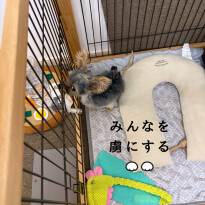 犬 ( いぬ )の 写真 ( 画像 )-ヨークシャー・テリア ちゃちゃ -1231103