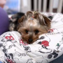犬 ( いぬ )の 写真 ( 画像 )-ヨークシャー・テリア ジュエル -1231373