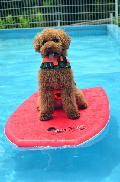 犬 ( いぬ )の 写真 ( 画像 )-トイ・プードル もっく プール -92985