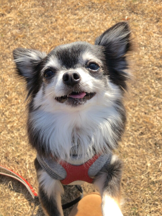 犬 ( いぬ )の 写真 ( 画像 )-チワワ ちぃ -160971