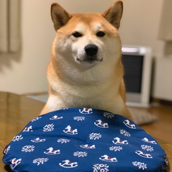 犬 ( いぬ )の 写真 ( 画像 )-柴 ロン -218479