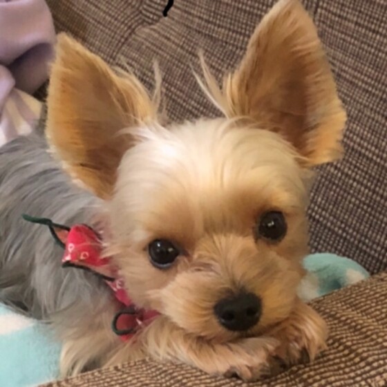 犬 ( いぬ )の 写真 ( 画像 )-ヨークシャー・テリア リリィ -225626