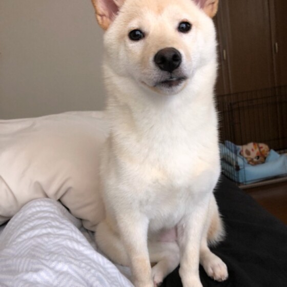 犬 ( いぬ )の 写真 ( 画像 )-柴 くるみ -253935