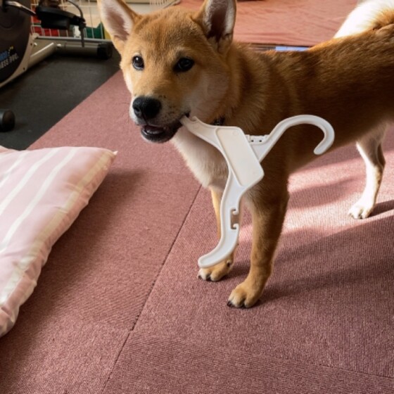 犬 ( いぬ )の 写真 ( 画像 )-柴 イサム -366794