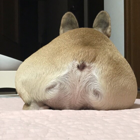 犬 ( いぬ )の 写真 ( 画像 )-フレンチ・ブルドッグ ぽん太 -382574