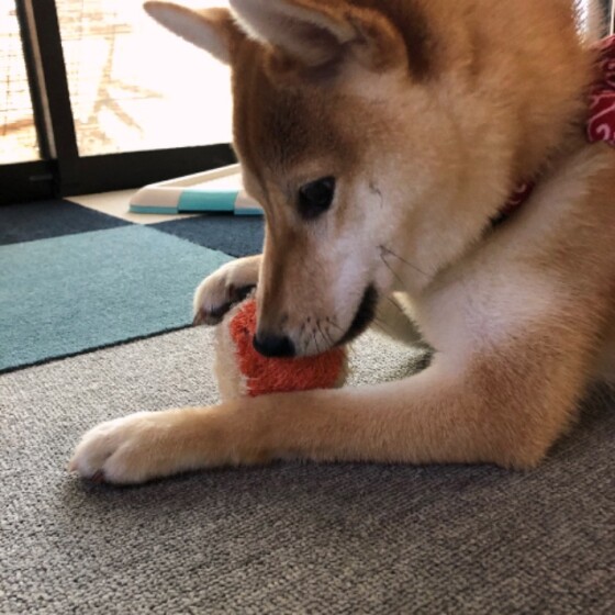 犬 ( いぬ )の 写真 ( 画像 )-柴 さくら -479934