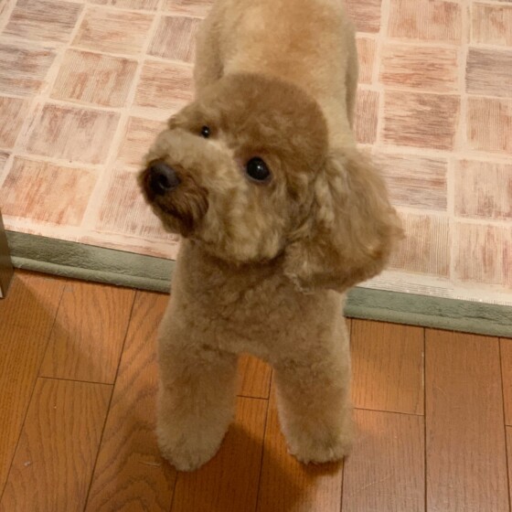犬 ( いぬ )の 写真 ( 画像 )-トイ・プードル 茶々丸ドナルド -484881