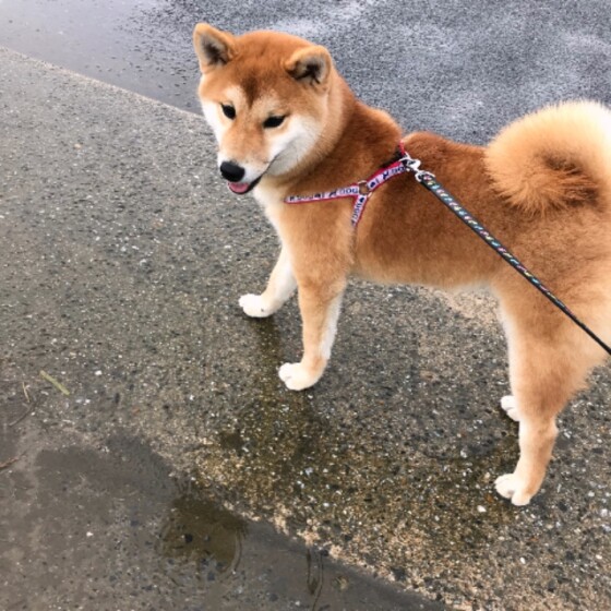 犬 ( いぬ )の 写真 ( 画像 )-柴 だいず -499821