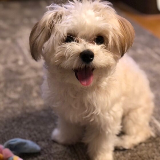 犬 ( いぬ )の 写真 ( 画像 )-Ｍｉｘ（雑種）小型犬 パル -524509