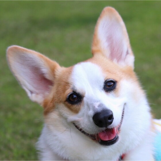 犬 ( いぬ )の 写真 ( 画像 )-ウェルシュ・コーギー・ペンブローク マハロ -541273