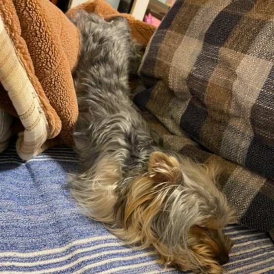 犬 ( いぬ )の 写真 ( 画像 )-ヨークシャー・テリア ゆう -553796