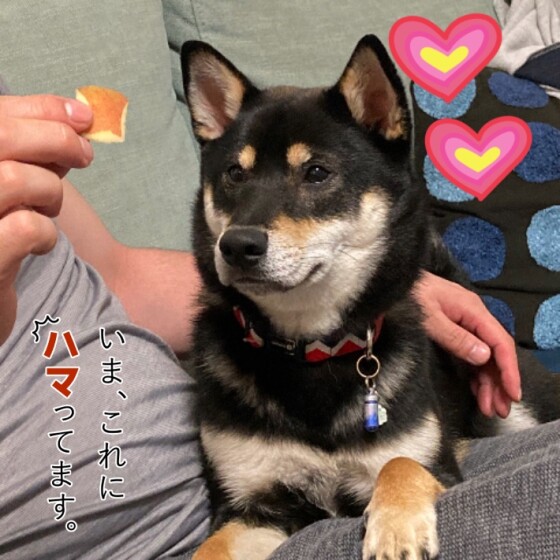 犬 ( いぬ )の 写真 ( 画像 )-柴 大(おお) -639369