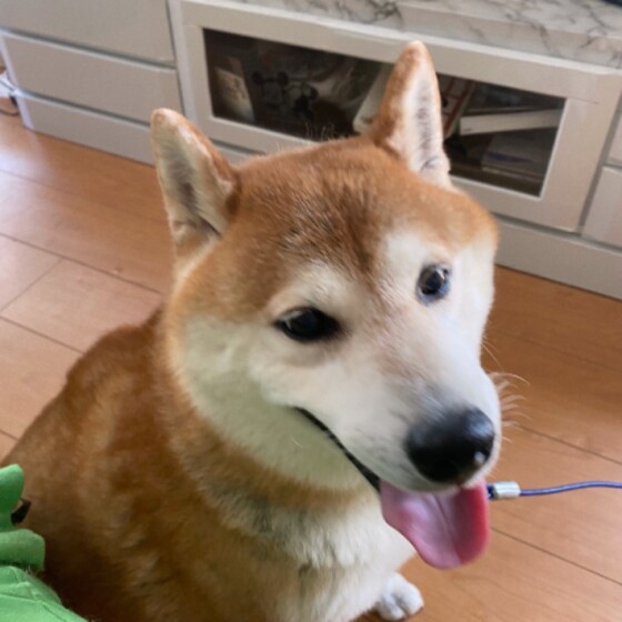 犬 ( いぬ )の 写真 ( 画像 )-柴 根岸 銀 -684164