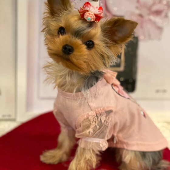 犬 ( いぬ )の 写真 ( 画像 )-ヨークシャー・テリア ココ -691021
